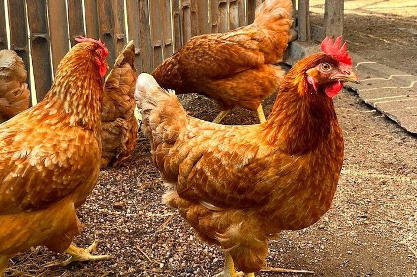 Our prized Road Island Reds delivering eggs every day 2