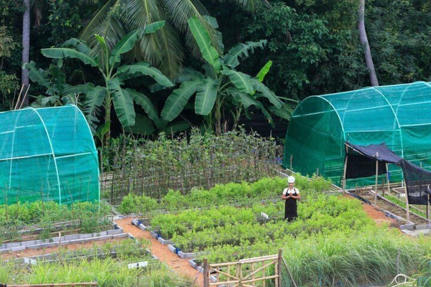 Cooking Class in Koh Samui with Farm Tour 4