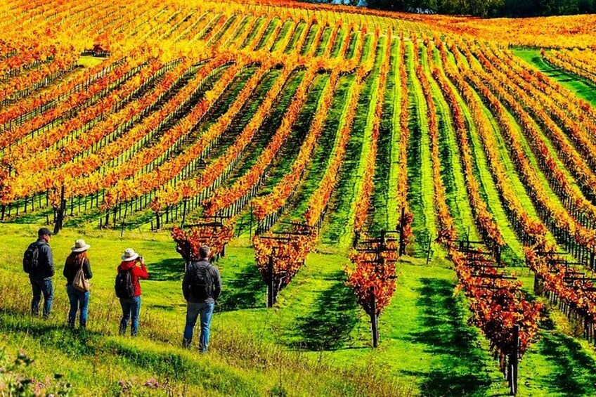 Private Wine Tasting Day Tour from Beirut 1