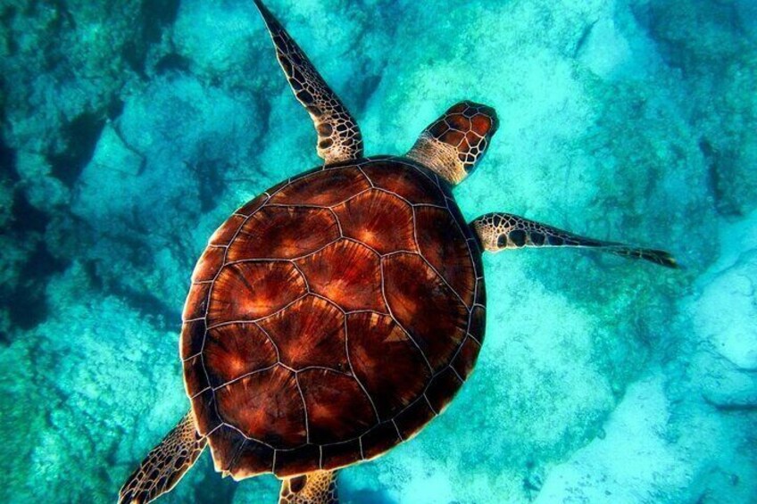 A sea turtle swimming in clear blue water. 2