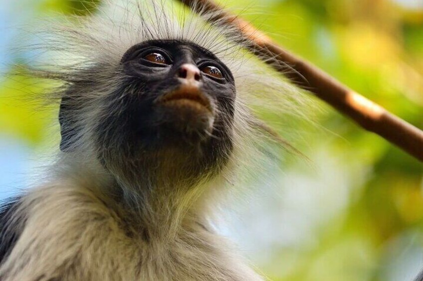 Zanzibar Dolphin Tour; Kuza Cave Tour; Paje Beach Tour; The Rock Restaurant; Jozani Forest Tour 4