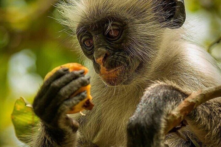 Zanzibar Dolphin Tour; Kuza Cave Tour; Paje Beach Tour; The Rock Restaurant; Jozani Forest Tour 3