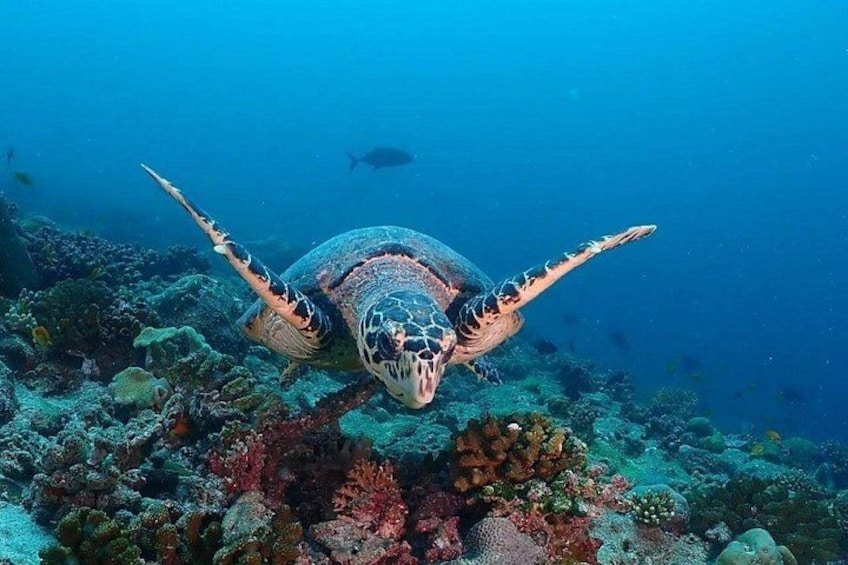 Una tartaruga marina che nuota vicino a una barriera corallina. 2