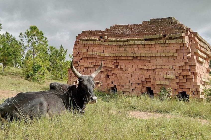 A brick structure, a black ox, and grass. 2