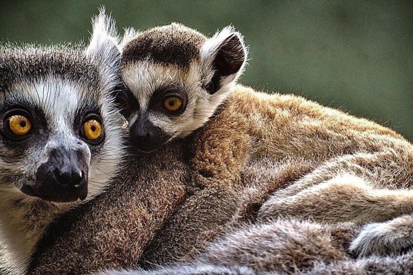 Madagascar Travel Expedition 15 Days/ 14 Nights ( Comfort) 4