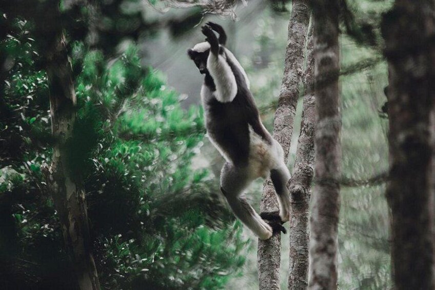 Madagascar Travel Expedition 15 Days/ 14 Nights ( Comfort) 2