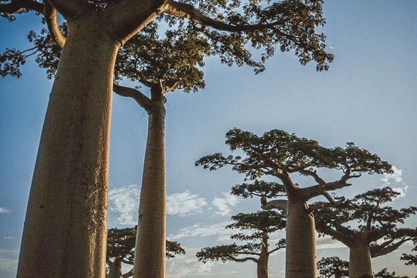 Madagascar Travel Expedition 15 Days/ 14 Nights ( Comfort) 1