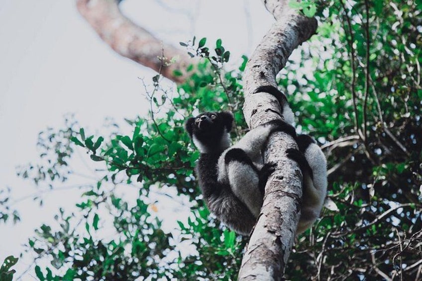Madagascar Travel Expedition 15 Days/ 14 Nights ( Comfort) 3