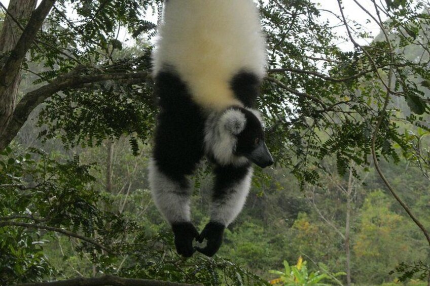Madagascar Wildlife Tour for 02 days 1