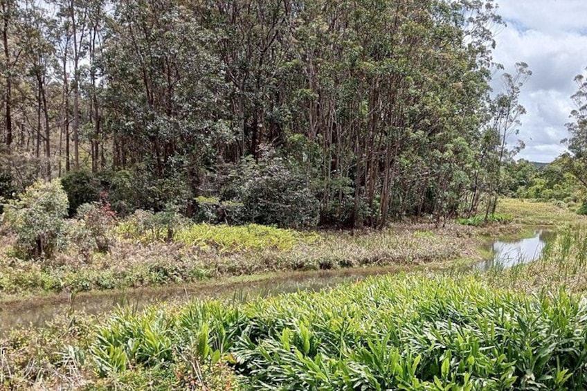 Une rive de rivière bordée d’arbres denses et d’une végétation luxuriante. 3