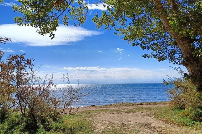A beach with a clear sky, a tree, and the ocean. 2