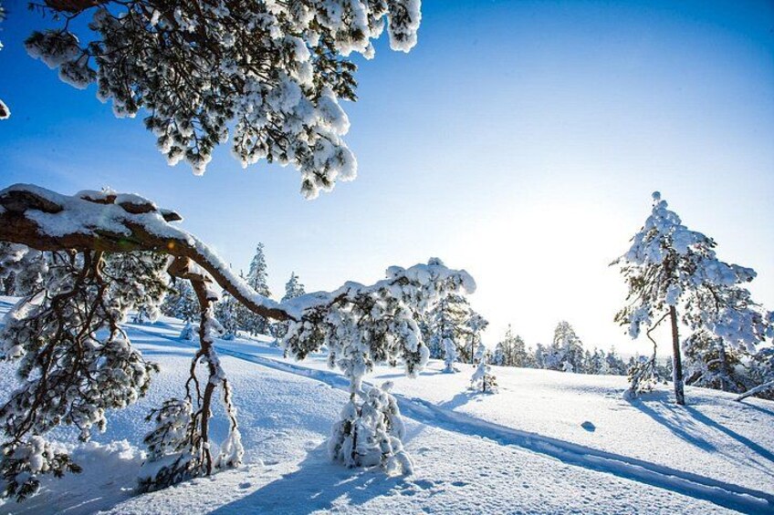 A snowy landscape with snow-covered trees and a clear blue sky. 2