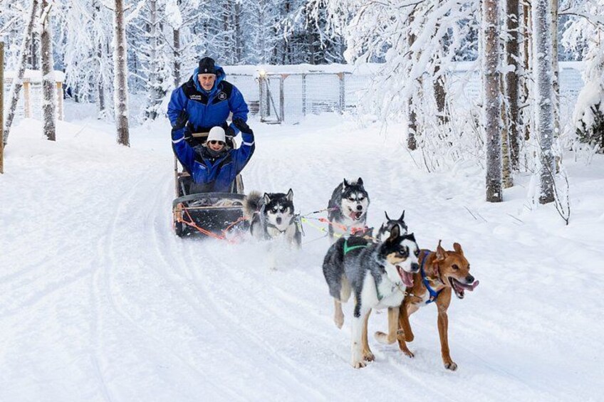 Eine Person in blauer Winterkleidung zieht einen Schlitten mit vier Schlittenhunden durch einen verschneiten Wald. 2