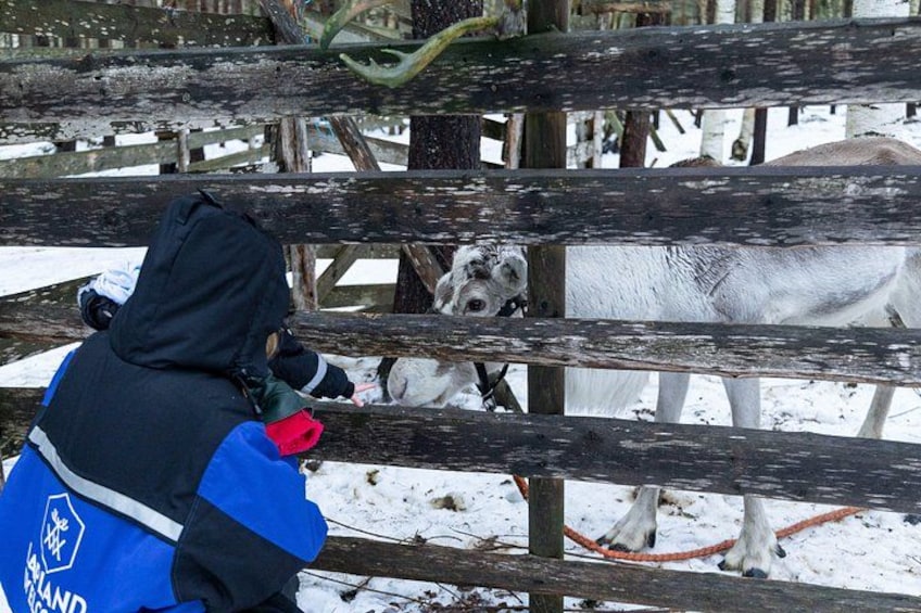 Eine Person in einer blauen Jacke und mit einem roten Rucksack sitzt auf einem Holzzaun und betrachtet ein weißes Pferd dahinter. 4