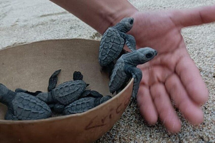 Turtles Reléase Adventure 5