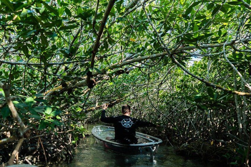 Explore the shadows of the mangrove tunnel 5