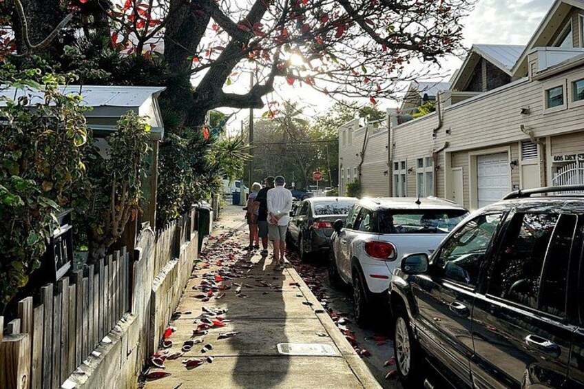 Un trottoir jonché de chaussures, des voitures garées et un arbre aux feuilles rouges. 3