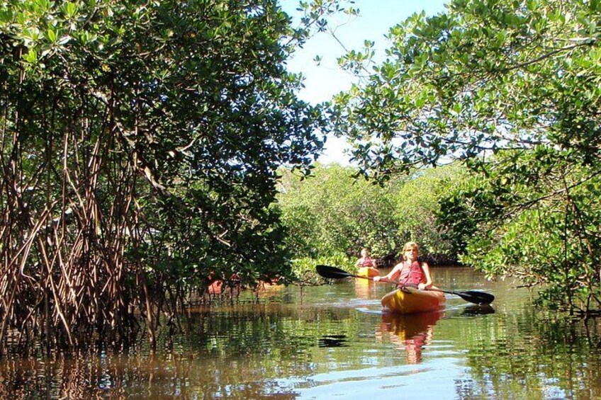 Meandering through the Mangroves 4
