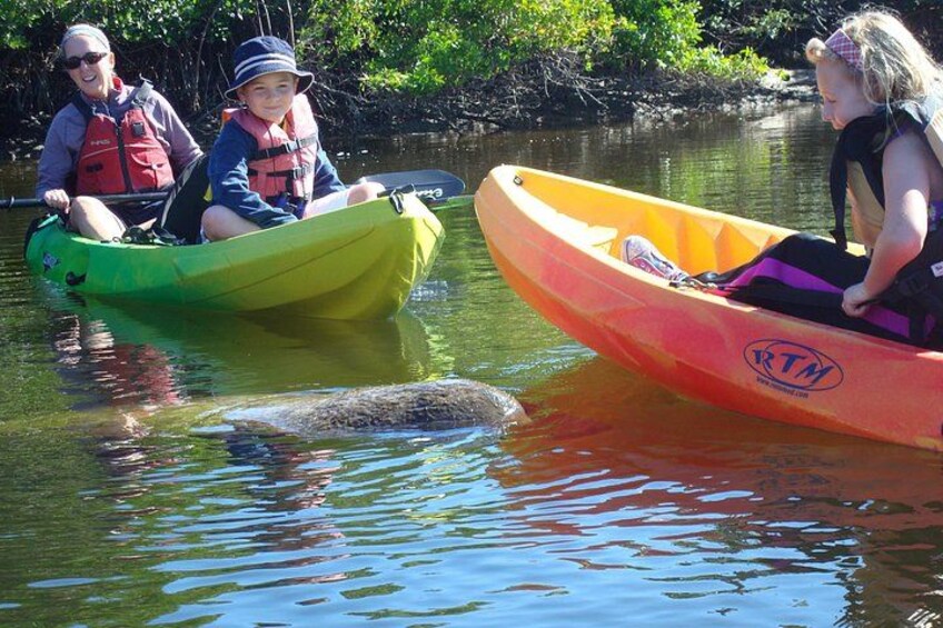 Up close encounter with a friendly Manatee. 1