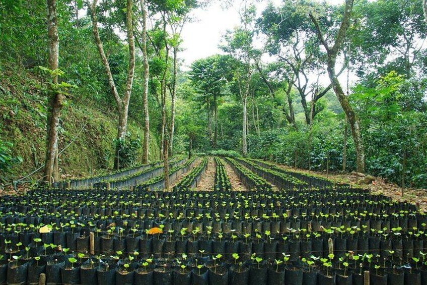 Un bosque con hileras de plantas jóvenes en macetas negras. 3