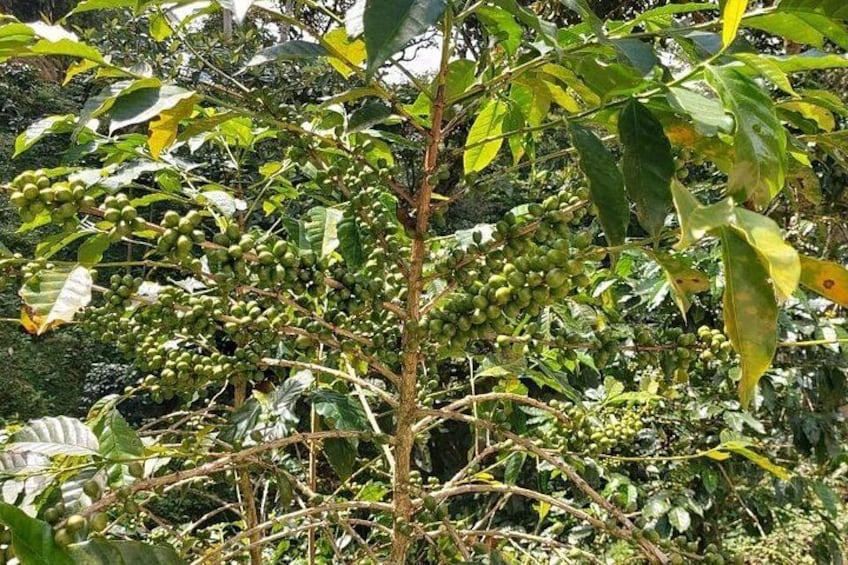 Una planta de café con cerezas de café verdes y follaje circundante. 1
