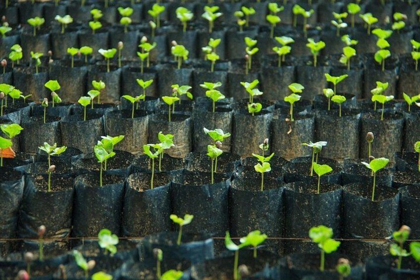 Filas de plantas jóvenes en macetas de plástico negro. 4
