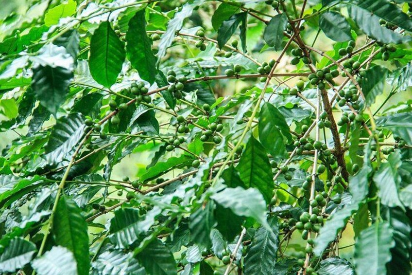 Una planta de café con hojas verdes e cerezas de café verdes. 5