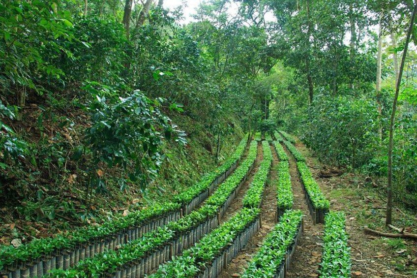 Zona boscosa con hileras de plantas jóvenes creciendo en tierra. 2