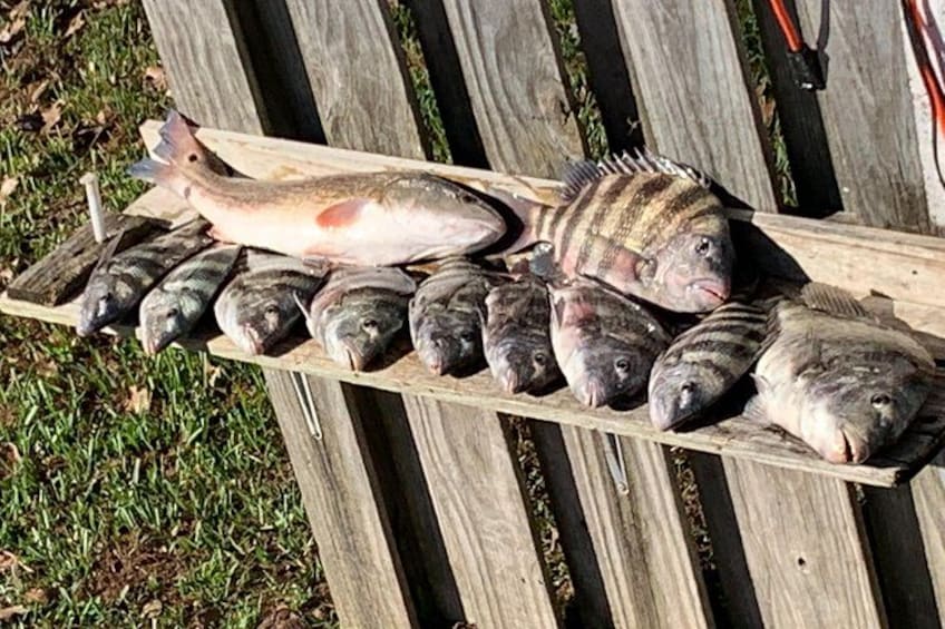 Sheepshead and redfish 5