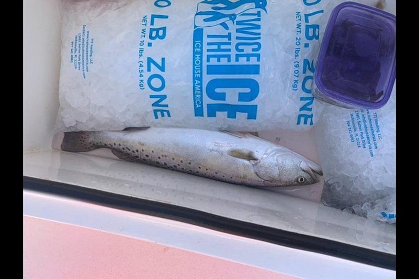 Un pez sobre hielo con una bolsa que dice 'ICE HOUSE AMERICA' y un recipiente morado. 2