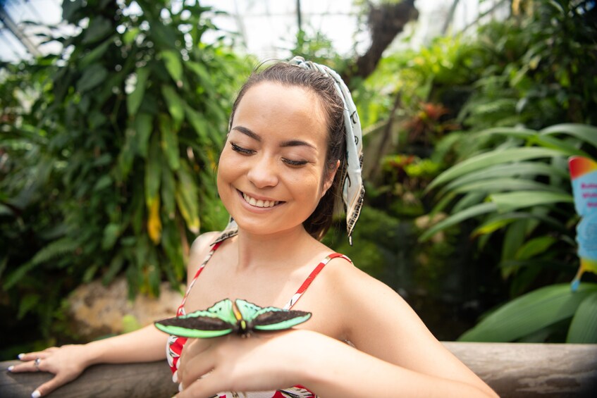 Australian Butterfly Sanctuary Admission