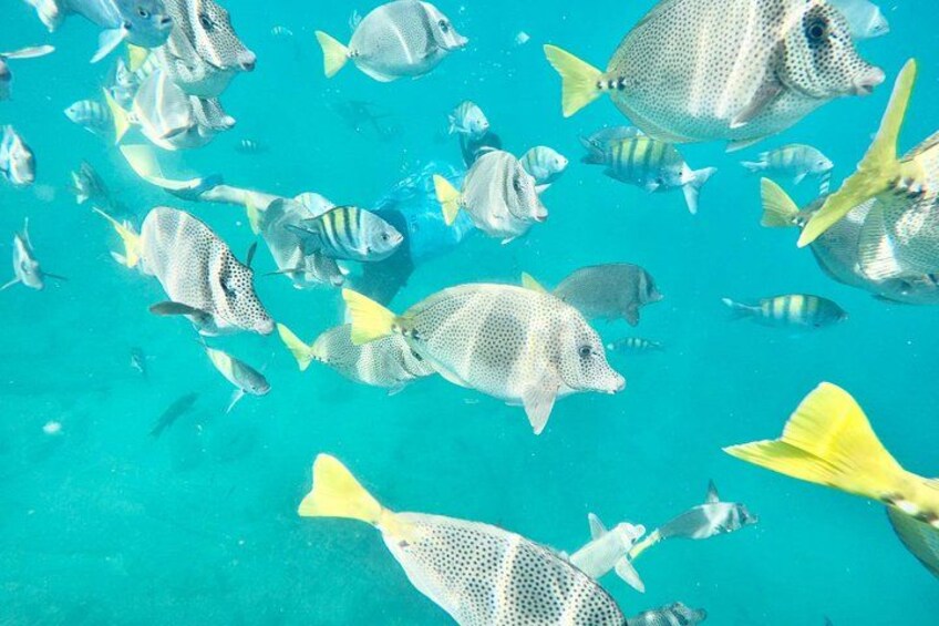 Snorkeling Adventure 5