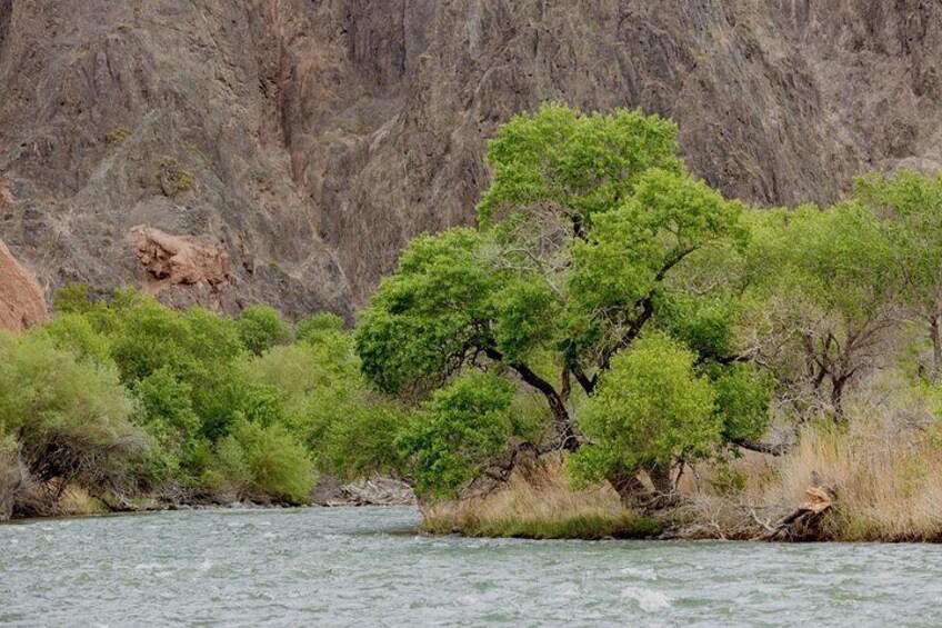 2-Day Private Tour - The Kolsai Lake & Kaindy (Sunken forest) via Charyn canyon 3