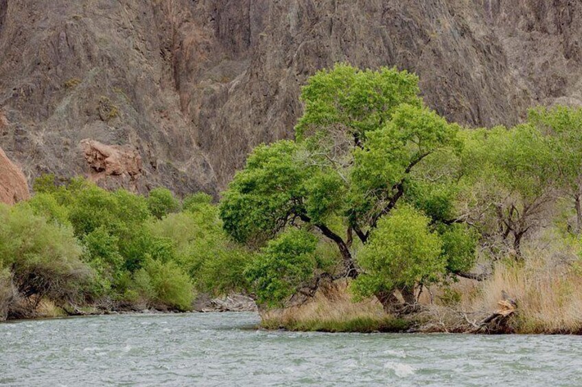 Charyn River in the Canyon 3