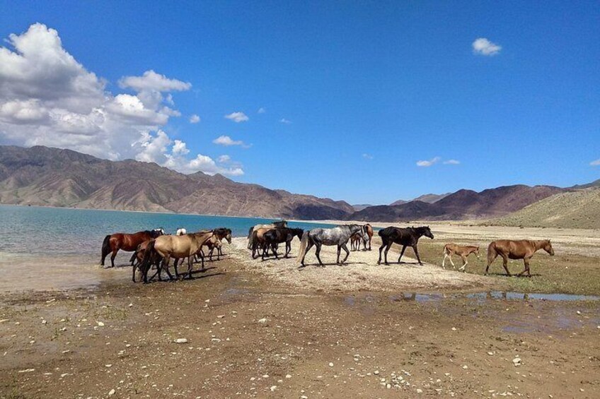 horses to water - Bartogai Lake 4