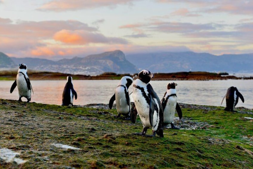 Een groep pinguïns op een rotsachtige kust, met een waterpartij en bergen op de achtergrond. 4