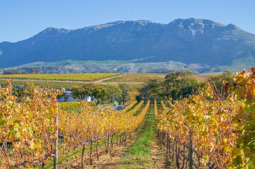 Un vignoble avec des rangées de vignes, une montagne en arrière-plan et un ciel dégagé. 5