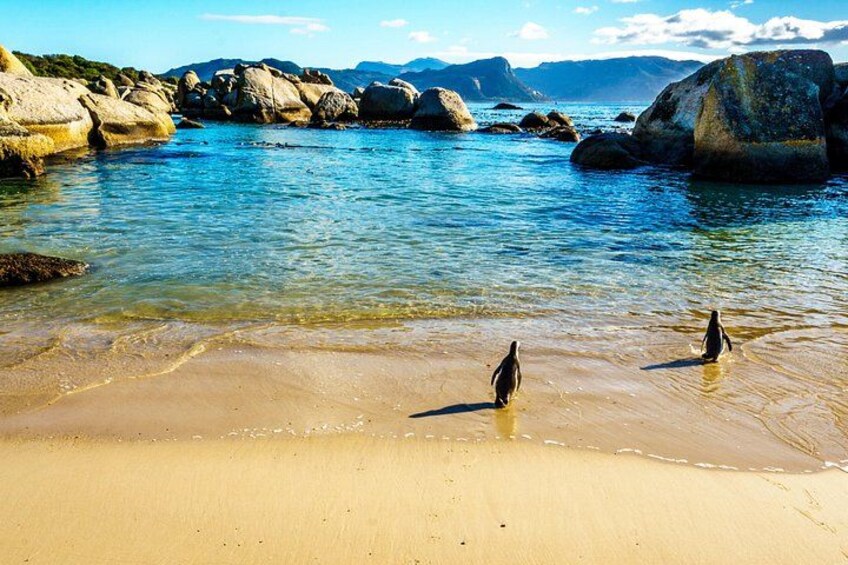 Une plage avec une eau cristalline, de gros rochers et deux pingouins. 4