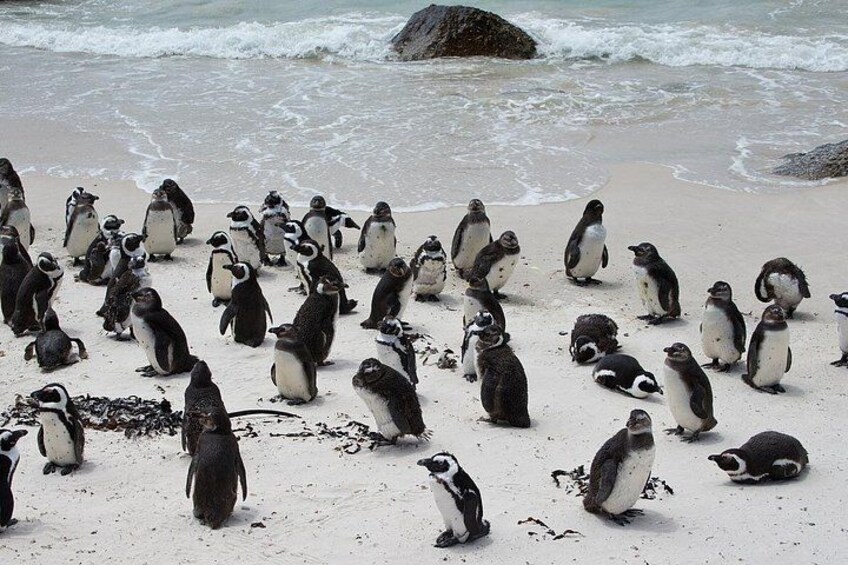 Eine Gruppe von Pinguinen an einem Sandstrand, im Hintergrund das Meer. 2
