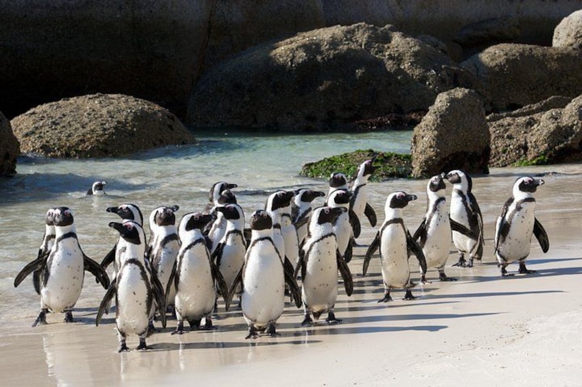 Un grupo de pingüinos en una playa con rocas y agua de fondo. 5