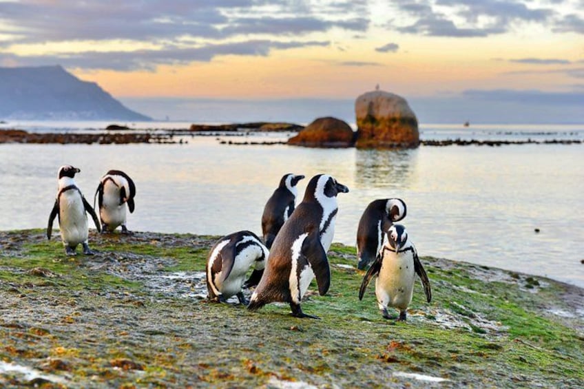Des pingouins sur une côte rocheuse, avec une mer calme et des montagnes à l’horizon. 4