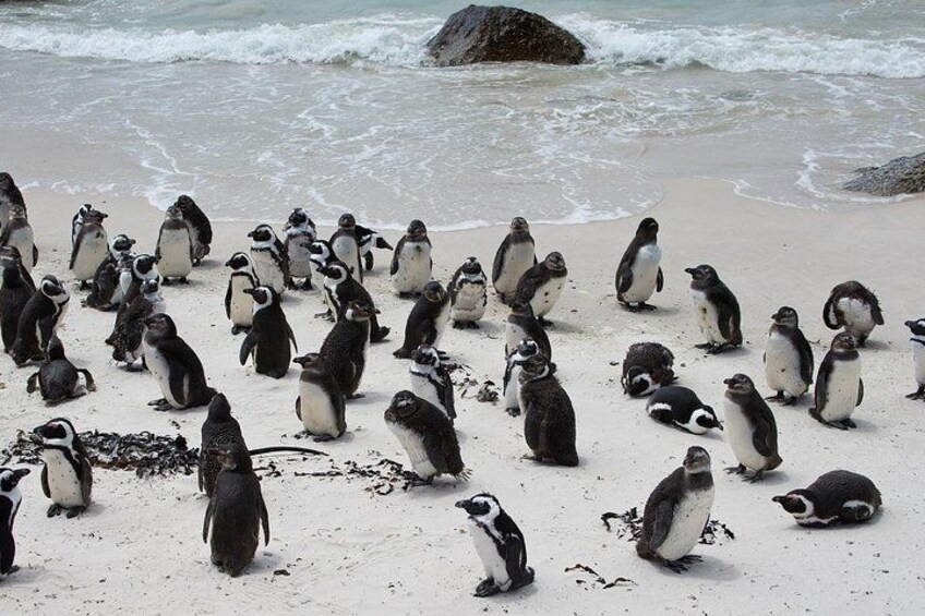 Un groupe de pingouins sur une plage de sable, avec l’océan en arrière-plan. 2