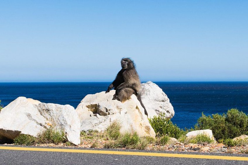 Un singe assis sur un rocher, au bord de l’océan. 2