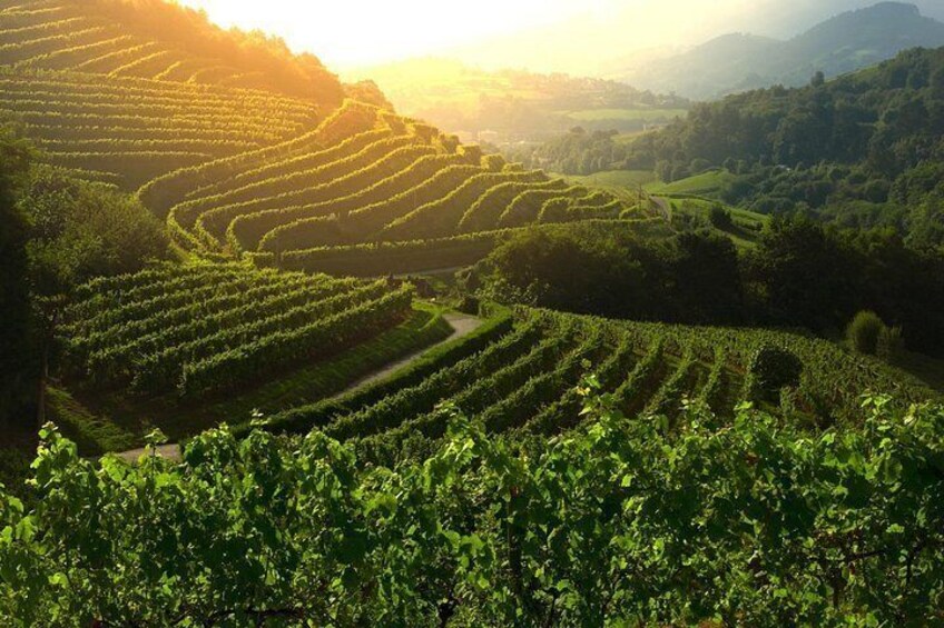 Vignes cultivées en terrasses dans un paysage vallonné. 5