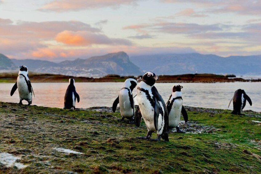 Sunset, African penguin at Boulders Beach 4