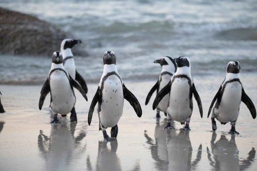 Een groep pinguïns loopt over een strand, met de oceaan op de achtergrond. 1