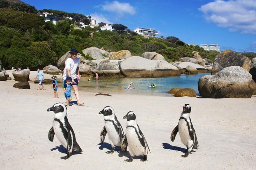 Una playa con pingüinos, rocas grandes y gente. 3