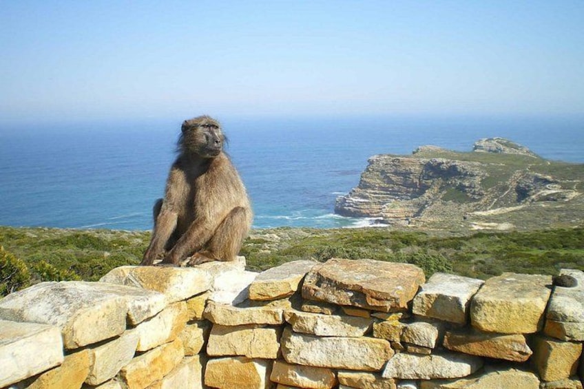 Un singe est assis sur un mur de pierre, d’où il surplombe un paysage côtier avec des falaises et l’océan. 3