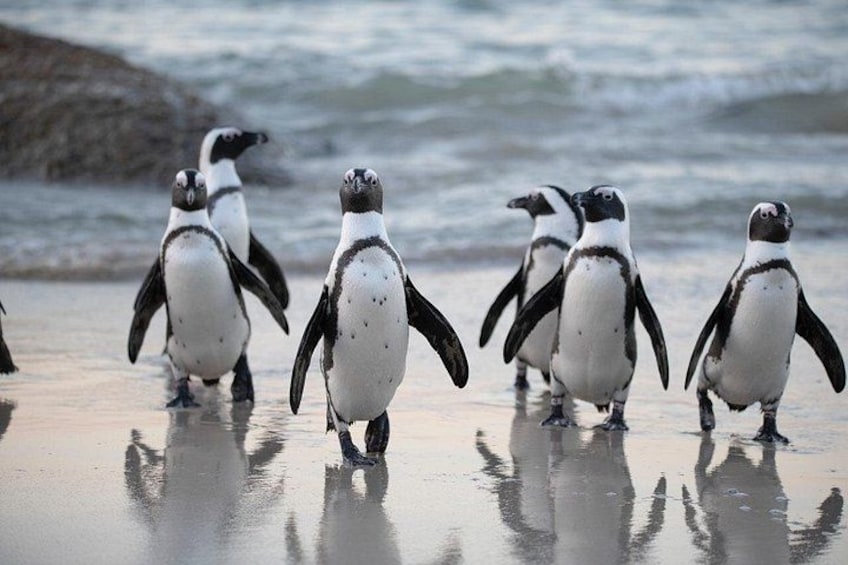 Penguin at boulders beach Cape Town 1