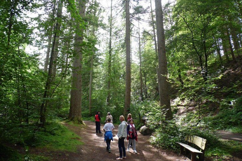 Family enjoying a walk surrounded by Scotland's Tall Trees 4